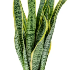 2x Sansevieria 'laurentii' Xl – Langue De Dame – Succulente – Facile à Entretenir – ⌀17cm – ↕55-65 Cm -Pas Cher Douce Verte Magasin 640b787fb489e7.70309484
