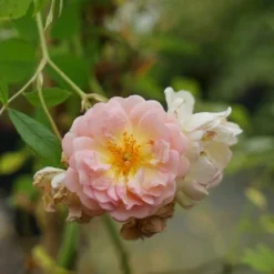 Rosier Ancien 'ghislaine De Féligonde' - Rosa 3l -Pas Cher Douce Verte Magasin 644283dd889904.04327991