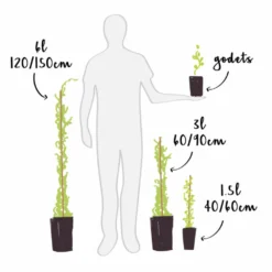 Rosier Ancien 'ghislaine De Féligonde' - Rosa 3l -Pas Cher Douce Verte Magasin 644283dd9f5451.41060500