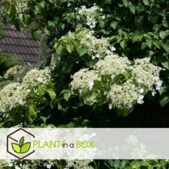 Hortensia Petiolaris - Set De 6 - Hortensia Grimpant - Pot 9cm - Hauteur 25-40cm 8 Hortensia Petiolaris - Set De 6 - Hortensia Grimpant - Pot 9cm - Hauteur 25-40cm -Pas Cher Douce Verte Magasin 64594c8e24d139.12664719
