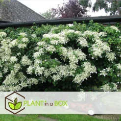 Hortensia Petiolaris - Set De 6 - Hortensia Grimpant - Pot 9cm - Hauteur 25-40cm 9 Hortensia Petiolaris - Set De 6 - Hortensia Grimpant - Pot 9cm - Hauteur 25-40cm -Pas Cher Douce Verte Magasin 64594c8e465149.53064897