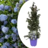 Ceanothus Thyrsiflorus Repens - Arbuste - Pot 17cm - Hauteur 60-70cm