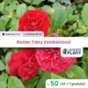50 X Rosier Paysager Fairy Donkerrood En Godet