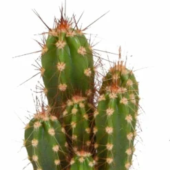 Cactus, Box De 5 Plantes - H8cm, ø5,5cm - Plantes D'intérieur -Pas Cher Douce Verte Magasin 664e171e2bda6fec