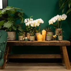 Haworthia Limifolia - ø6cm - H11cm, ø6cm - Plante D'intérieur -Pas Cher Douce Verte Magasin 6945dc1ff6ec8dda