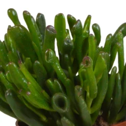 Crassula, Box De 3 Plantes - H15cm, ø10,5cm - Plantes D'intérieur -Pas Cher Douce Verte Magasin 6afb084e7f368b74
