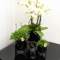 Rhipsalis Baccifera - H15cm, ø9cm - Plante D'intérieur -Pas Cher Douce Verte Magasin 6c20d128ee866f20