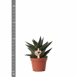 Haworthia Limifolia - ø6cm - H11cm, ø6cm - Plante D'intérieur -Pas Cher Douce Verte Magasin 6f5c034fd84b61ae