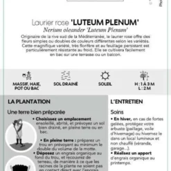 Nerium Oleander Luteum Plenum' Pot 5L -Pas Cher Douce Verte Magasin 827684 003