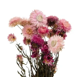 Bouquet De Fleurs Séchées Helichrysum Rose -Pas Cher Douce Verte Magasin 837659 1697287