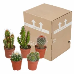 Cactus, Box De 5 Plantes - H8cm, ø5,5cm - Plantes D'intérieur -Pas Cher Douce Verte Magasin 855b4e225476998c