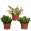 Crassula, Box De 3 Plantes - H15cm, ø10,5cm - Plantes D'intérieur