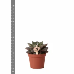 Echeveria Purpusorum - H9cm, ø6cm - Plante D'intérieur 8 Echeveria Purpusorum - H9cm, ø6cm - Plante D'intérieur -Pas Cher Douce Verte Magasin 93d4d1b512e566d1