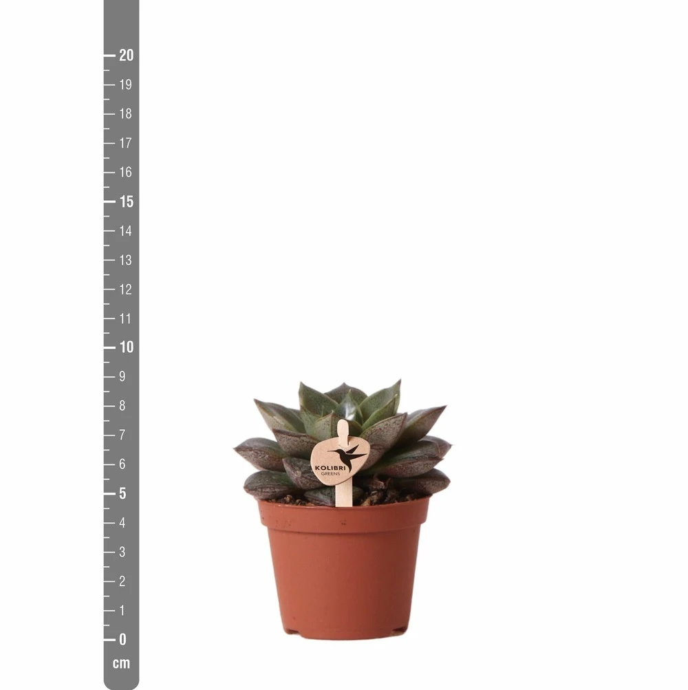 Echeveria Purpusorum - H9cm, ø6cm - Plante D'intérieur 4 Echeveria Purpusorum - H9cm, ø6cm - Plante D'intérieur – Image 4