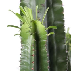 Euphorbe Erythrea : Pot Ø27 Cm -Pas Cher Douce Verte Magasin 953625 003