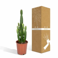 Euphorbia Acrurensis - H80cm, ø24cm - Grande Plante D'intérieur -Pas Cher Douce Verte Magasin 961446c69616177c