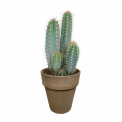 Pilosocereus Azureus Et Son Cache-pot Marron - H40cm, ø17cm - Plante D'intérieur -Pas Cher Douce Verte Magasin 963343ed4487e29a