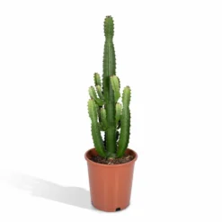 Euphorbia Acrurensis - H80cm, ø24cm - Grande Plante D'intérieur