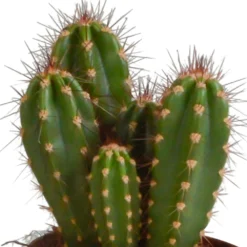 Cactus, Box De 3 Plantes - H15cm, ø10,5cm - Plantes D'intérieur 9 Cactus, Box De 3 Plantes - H15cm, ø10,5cm - Plantes D'intérieur -Pas Cher Douce Verte Magasin a87631cfc895184c