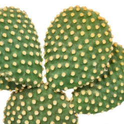Opuntia Microdasys Et Son Cache-pot Marron - H40cm, ø17cm - Plante D'intérieur -Pas Cher Douce Verte Magasin b14fe3852f3fb5d3