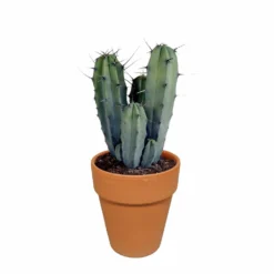 Myrtillocactus Et Son Cache-pot En Terracotta - H40cm, ø17cm - Plante D'intérieur 9 Myrtillocactus Et Son Cache-pot En Terracotta - H40cm, ø17cm - Plante D'intérieur -Pas Cher Douce Verte Magasin b6968ab3d045db57