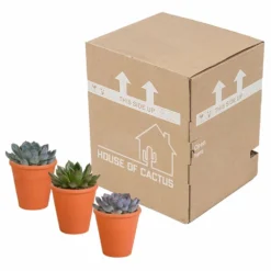 Echeveria Et Leurs Caches-pots Terracotta, Box De 3 Plantes - H12cm, ø9,5cm - Plantes D'intérieur -Pas Cher Douce Verte Magasin b844b44b7419e9dd