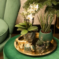 Haworthia Limifolia - ø6cm - H11cm, ø6cm - Plante D'intérieur -Pas Cher Douce Verte Magasin bf7305019d958c28