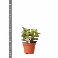 Crassula - H11cm, ø6cm - Plante D'intérieur -Pas Cher Douce Verte Magasin c4e1906cdfe0566b