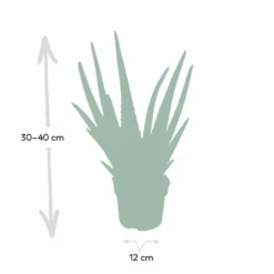 Aloe Vera - H30cm, ø12cm - Plante D'intérieur Succulente -Pas Cher Douce Verte Magasin c62c5fdd3bcbbb2c