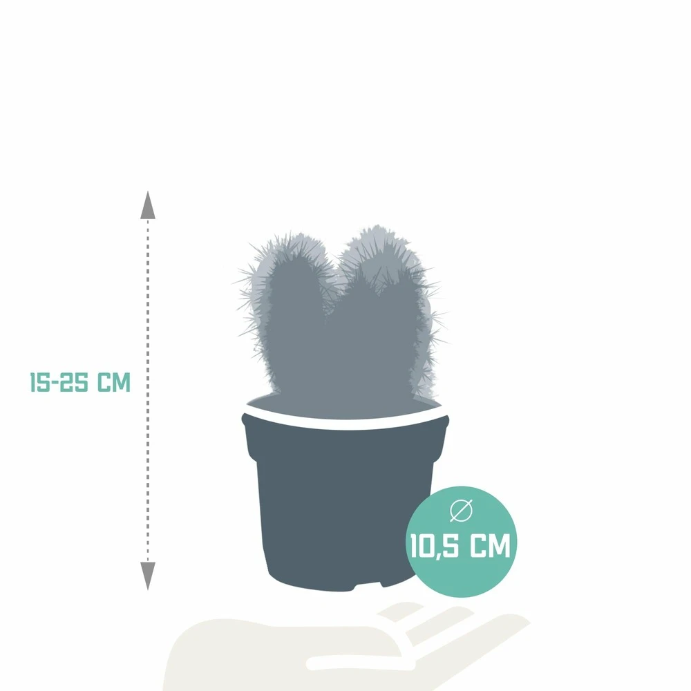Cactus, Box De 3 Plantes - H15cm, ø10,5cm - Plantes D'intérieur 2 Cactus, Box De 3 Plantes - H15cm, ø10,5cm - Plantes D'intérieur – Image 2