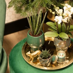 Haworthia Limifolia - ø6cm - H11cm, ø6cm - Plante D'intérieur -Pas Cher Douce Verte Magasin cd5baa913a552277