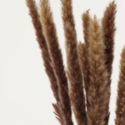 Plumeaux Plante Pampa Brun 70cm Lot De 12 -Pas Cher Douce Verte Magasin d05ac1695817270a