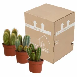 Cactus, Box De 3 Plantes - H15cm, ø10,5cm - Plantes D'intérieur 7 Cactus, Box De 3 Plantes - H15cm, ø10,5cm - Plantes D'intérieur -Pas Cher Douce Verte Magasin d459fa507b1fa377