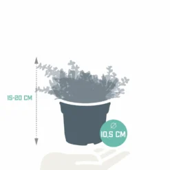 Crassula, Box De 3 Plantes - H15cm, ø10,5cm - Plantes D'intérieur -Pas Cher Douce Verte Magasin d6d706a71dd106e6