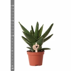 Aloe Brevifolia - H14cm, ø6cm - Plante D'intérieur Facile D'entretien -Pas Cher Douce Verte Magasin e4866a2fa84e2daf