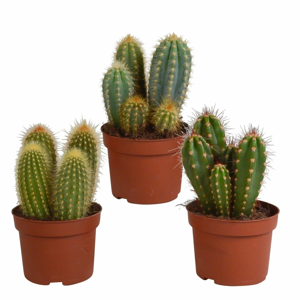 Cactus, Box De 3 Plantes - H15cm, ø10,5cm - Plantes D'intérieur 1 Cactus, Box De 3 Plantes - H15cm, ø10,5cm - Plantes D'intérieur