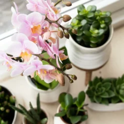 Crassula - H11cm, ø6cm - Plante D'intérieur -Pas Cher Douce Verte Magasin f93f378f0dac5bf6