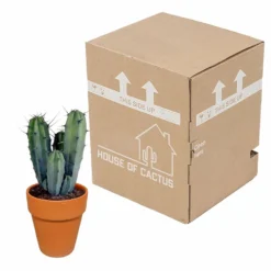 Myrtillocactus Et Son Cache-pot En Terracotta - H40cm, ø17cm - Plante D'intérieur 7 Myrtillocactus Et Son Cache-pot En Terracotta - H40cm, ø17cm - Plante D'intérieur -Pas Cher Douce Verte Magasin f9dc4db908057f89