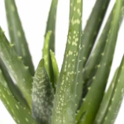 Aloe Vera - H30cm, ø12cm - Plante D'intérieur Succulente -Pas Cher Douce Verte Magasin fa69020b35583d86